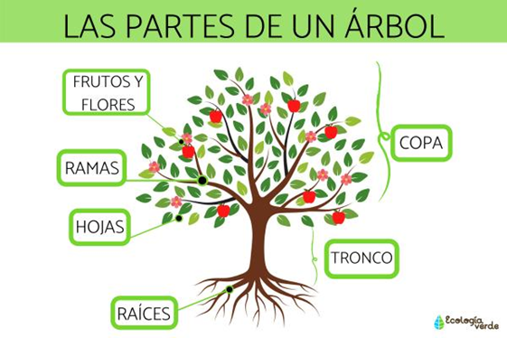 fruit tree activity