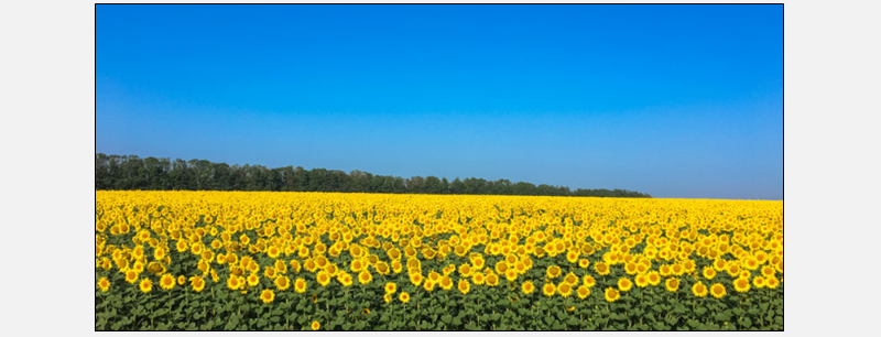 sunflowers in a field