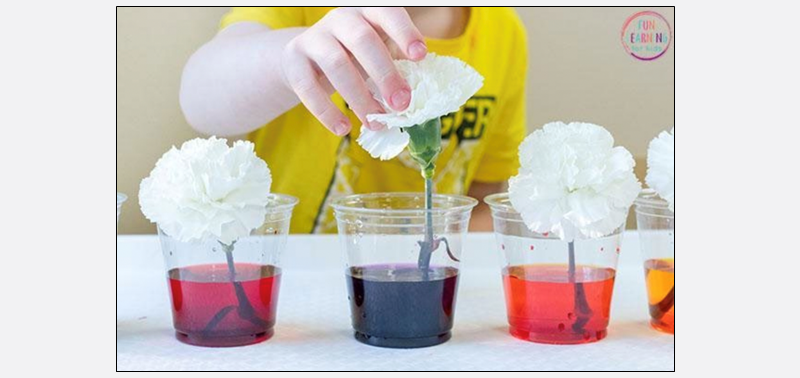 science activity