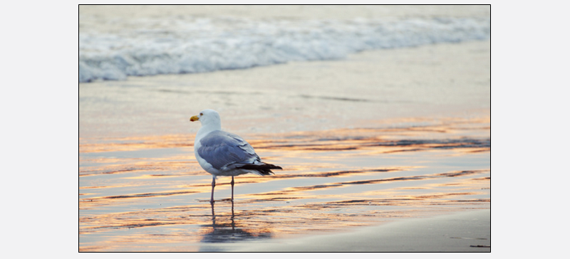 Bird on a beach