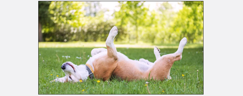 Dog playing in the grass